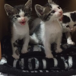 「ひどい目にあいました②」サムネイル3