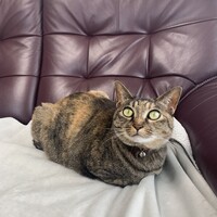 りん