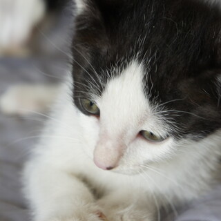 ５ヶ月の女の子　レナちゃん、里親募集です。