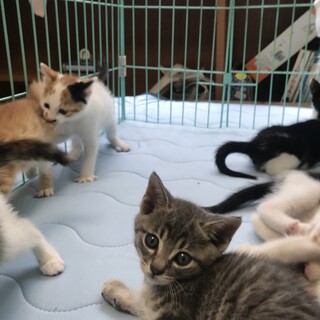 今年もニャンズ入園(๑>◡<๑)