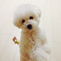 里親様決まりました