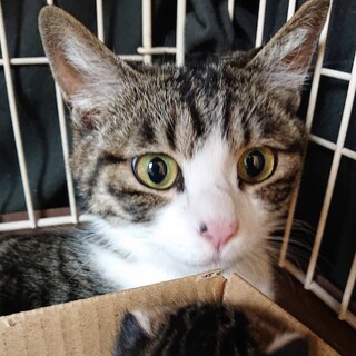 弁天ママ＆ちびキジちゃん！