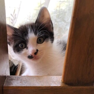 募集停止中白黒の女の子もうすぐ2ヶ月！