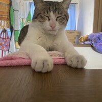 ロール