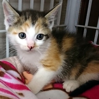 生後約1か月の女の子★兄弟猫①