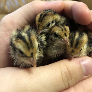 (ご応募ありがとうございました)並うずらひなです。