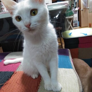 おてんば、真っ白なイチゴちゃん