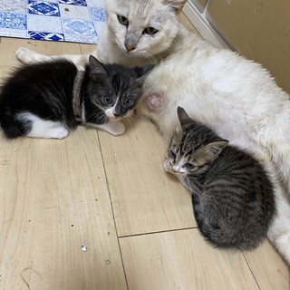 薄茶色混じりの白猫♀ 仔猫　白黒♂ シマシマ♀