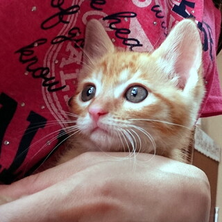 生後約1か月★兄弟猫②