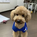 ライム★かまってちゃんな元気いっぱいプードル♂