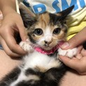 三毛ちゃん美猫さんです♪