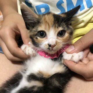 三毛ちゃん美猫さんです♪