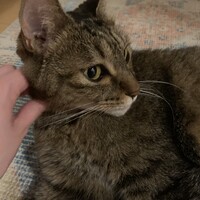 ジジ