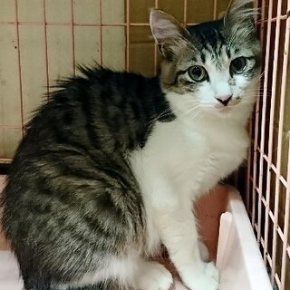 キジ白の女の子♪