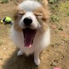 あきこやん