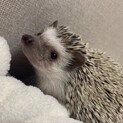 ハリネズミ   9ヵ月の女の子です！