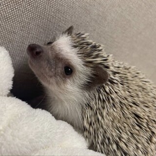 ハリネズミ   9ヵ月の女の子です！