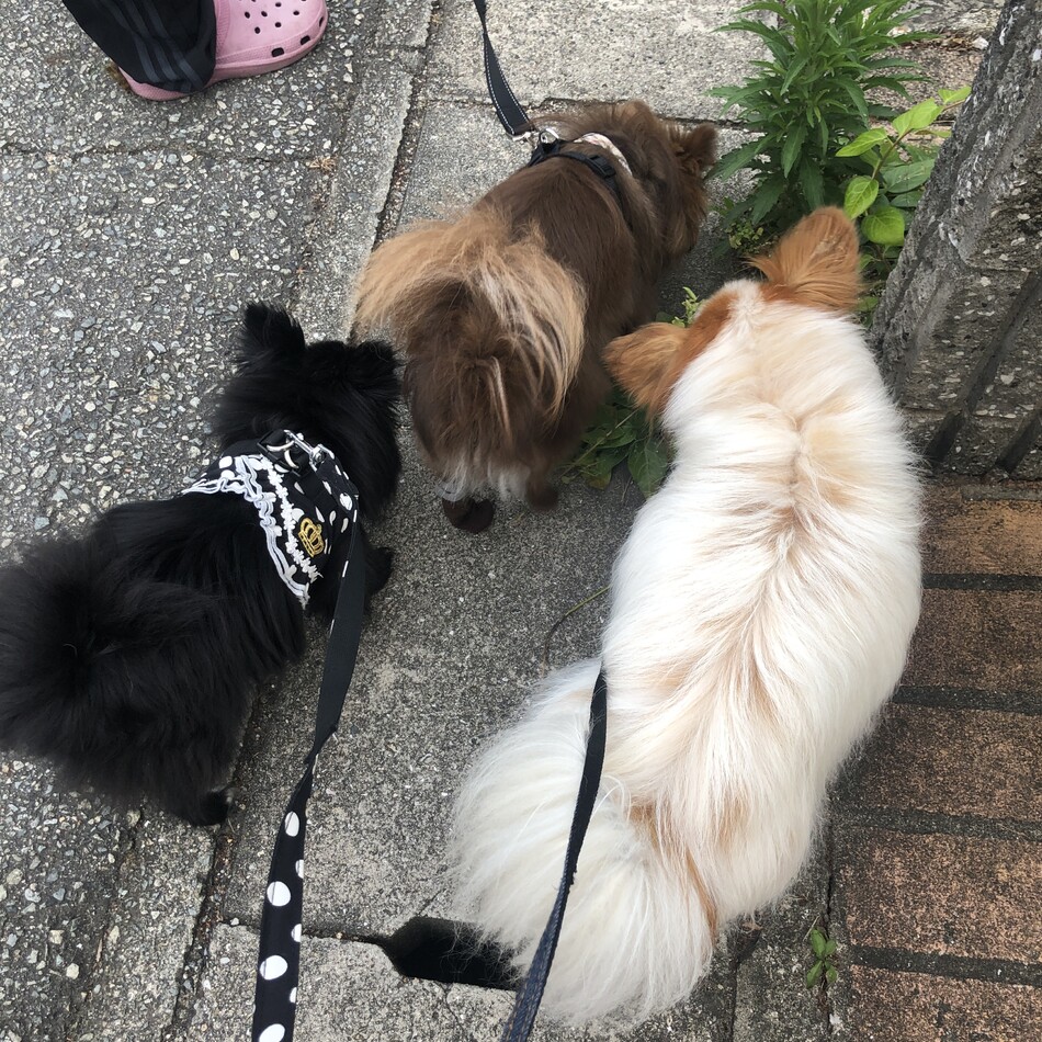 だいずのカバー写真