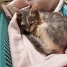 pom