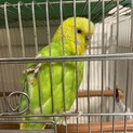 セキセイインコ　♀　一歳の手乗りです