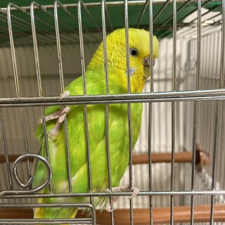 セキセイインコ　♀　一歳の手乗りです