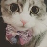 ゆづはづ