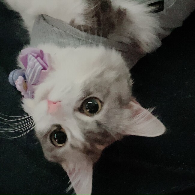 ゆづはづのカバー写真