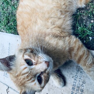 茶トラ・3歳・オス / 危険な場所から救い出して！