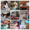 虐待の多い公園から避難猫として保護した子たちです。