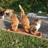 サポートをしている公園猫たち…