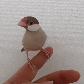 シルバー文鳥里親募集