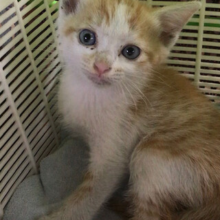 愛らしい茶シロの子猫ちゃん