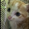 愛らしい茶シロの子猫ちゃん サムネイル2
