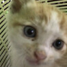 愛らしい茶シロの子猫ちゃん サムネイル3