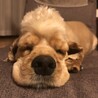 丸刈り。あちぃから、ね。