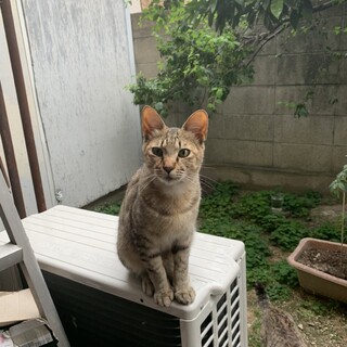 キジ・1歳・オス / 危険な場所から救い出して！