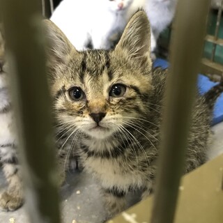 ２匹の子猫たち白毛とキジトラ