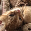 2匹で譲渡希望！かわいい茶とらの男の子あやちゃん