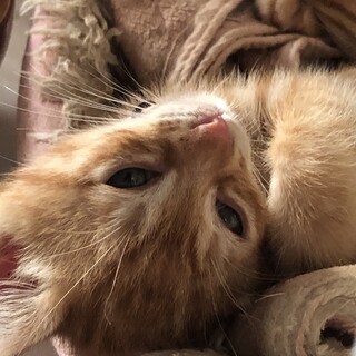 2匹で譲渡希望！かわいい茶とらの男の子あやちゃん