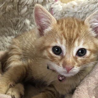 2匹で譲渡希望！ 茶とらの男の子りゅうちゃん