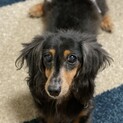 人懐っこいシニア犬の里親さま募集中です。