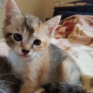 里親様決定致しました！