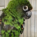 ズアカハネナガインコ　里親さん募集
