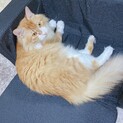 人懐っこい甘えん坊の男の子です