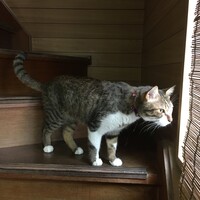 ミグ