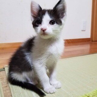 里親様宅で幸せに暮らしています