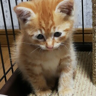 茶トラ♂　生後2~3ヶ月