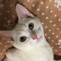 候補者様のみ検討中☻募集一時停止☻クリームアメショ