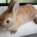 保護うさぎ　みかん