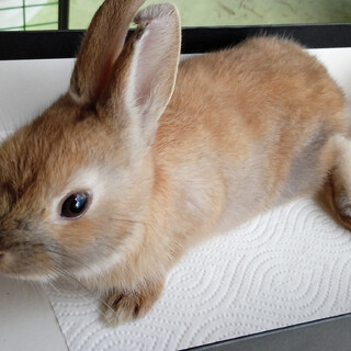 保護うさぎ　みかん